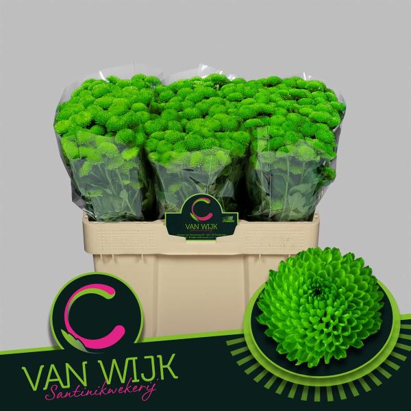 Vollsortiment - Chrysantheme santini, grün gefüllt -  5 Stiele